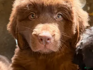 Newfoundland dogs Newfoundland Puppy 2 Hera - Ad 42