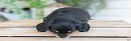 Miniature Dachshund dogs for sale: Mabel - Ad 3