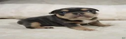 French Bulldog dogs for sale: Mystique - Ad 5