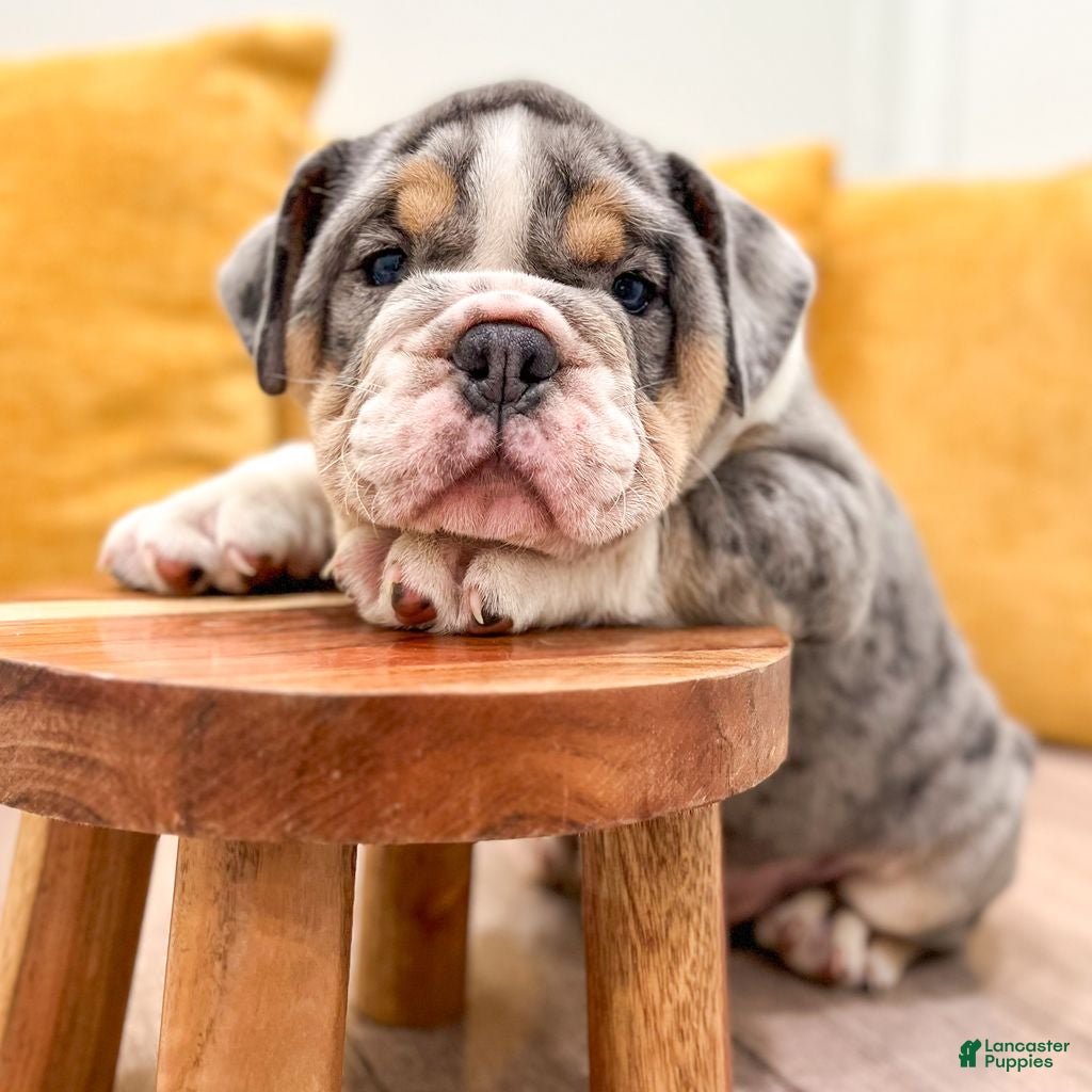 English Bulldog dogs Edgar - Ad 2