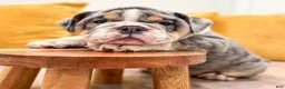 English Bulldog dogs for sale: Edgar - Ad 2