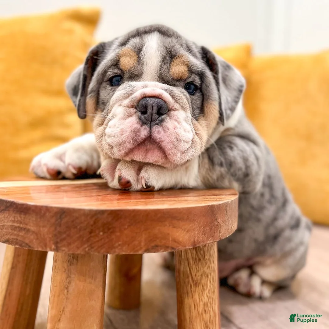 English Bulldog dogs for sale: Edgar - Ad 2