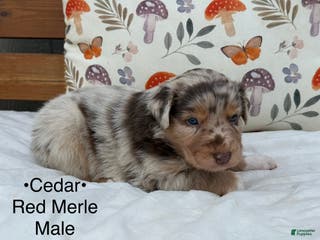 Australian Shepherd dogs Cedar - Ad 40