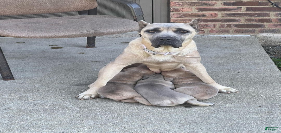 Gallery Image {{count}}