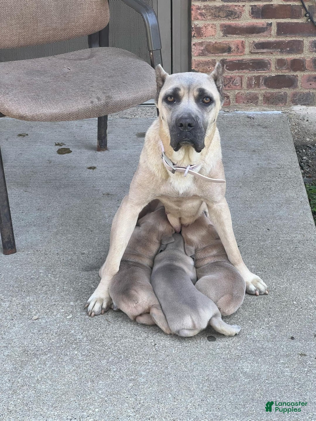 Gallery Image {{count}}