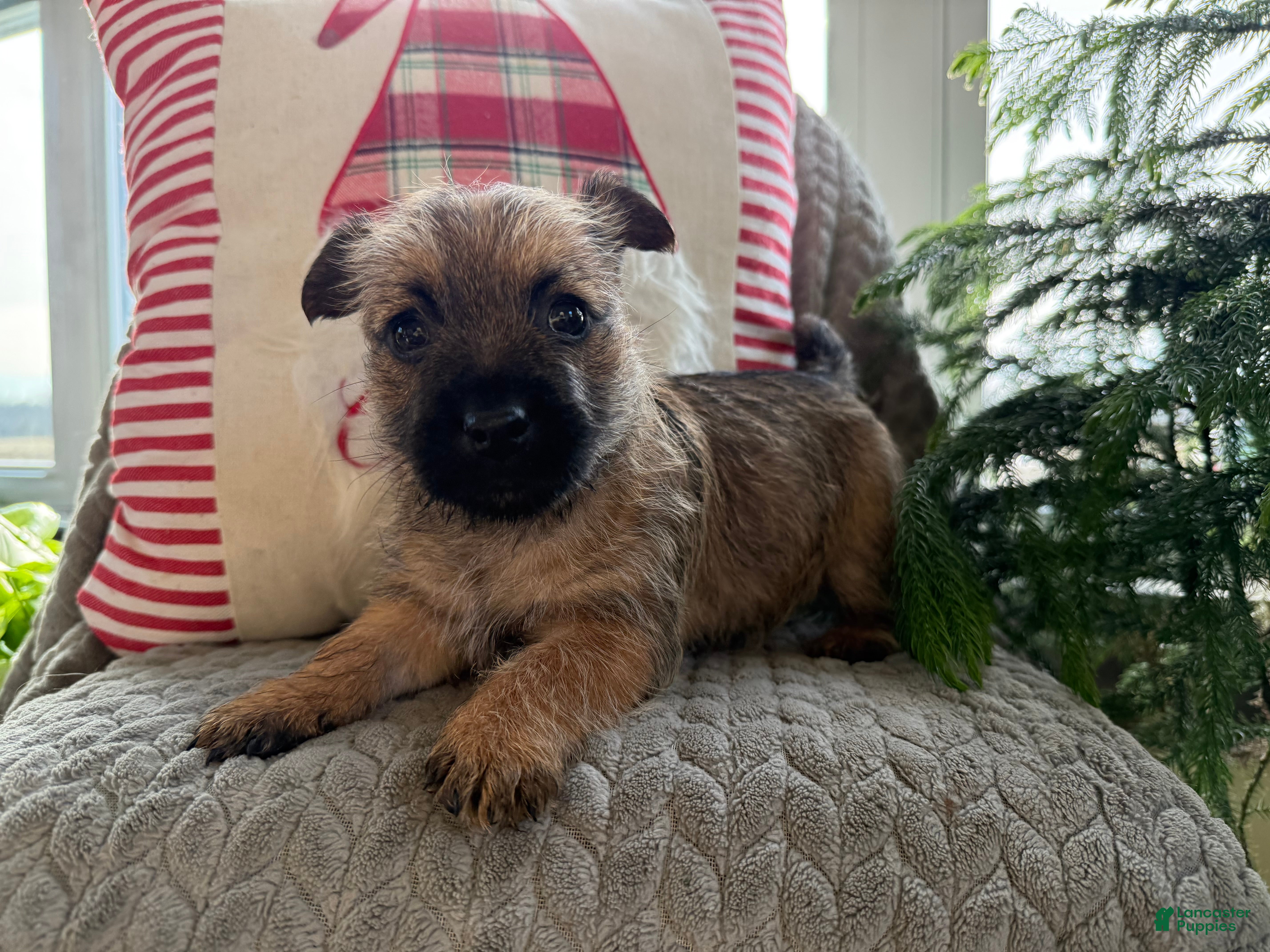 Cairn Terrier dogs Jingles  - Ad 5