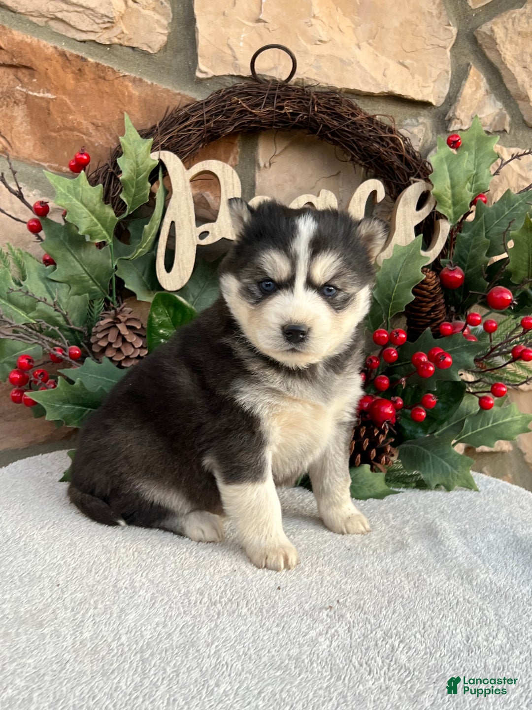 Pomsky dogs for sale: Belle - Ad 2
