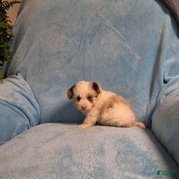 Mini Aussiedoodle dogs Max - Ad 2