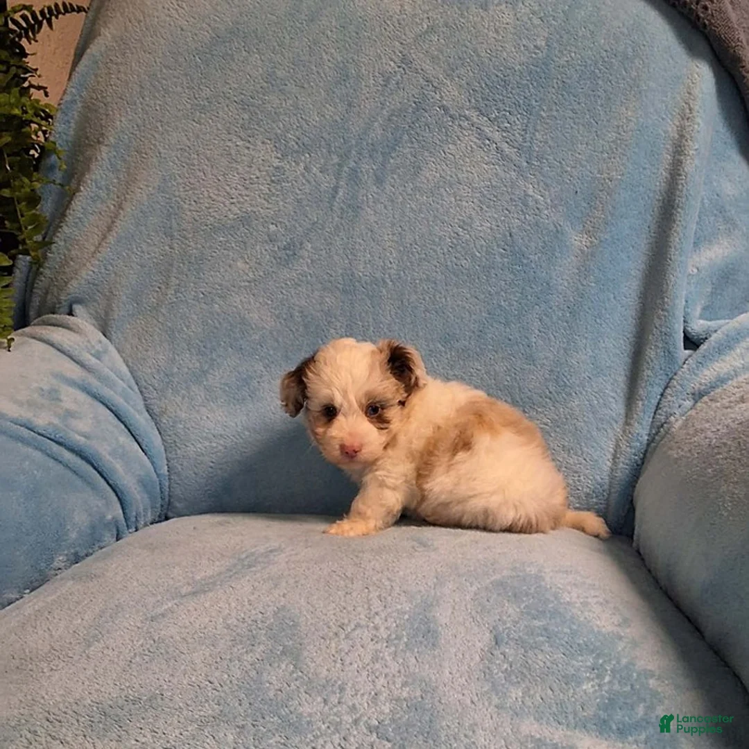 Mini Aussiedoodle dogs for sale: Max - Ad 2