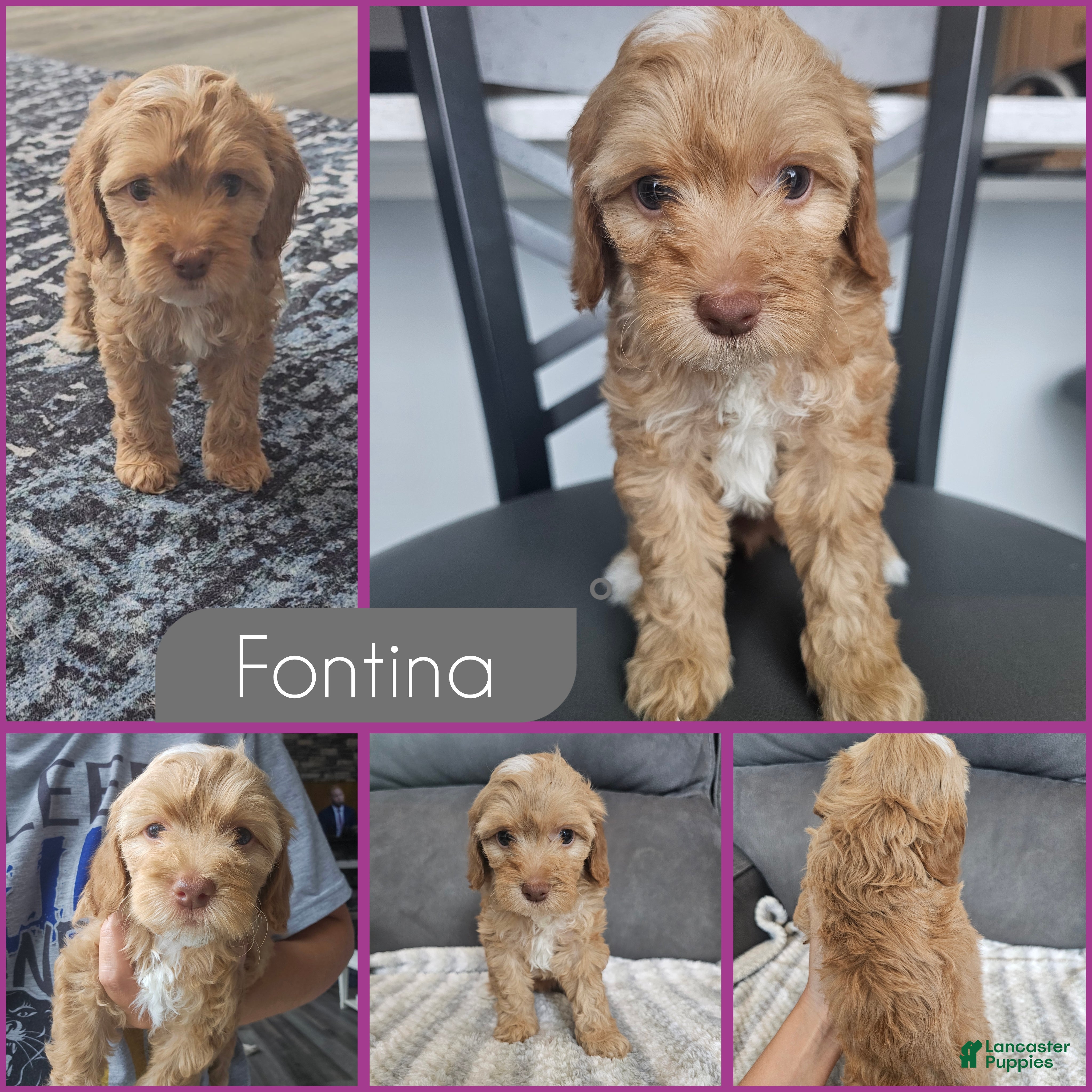 Cockapoo dogs Fontina - Ad 1