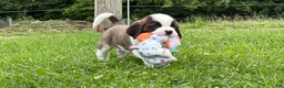 Saint Bernard dogs for sale: Boogie bear  - Ad 4