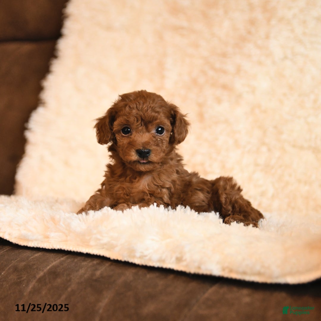 Toy Poodle dogs for sale: Chase - Ad 4