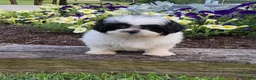 Shih Tzu dogs for sale: Teddy - Ad 8