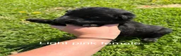 German Shepherd dogs for sale: German Shepherd  - Ad 7