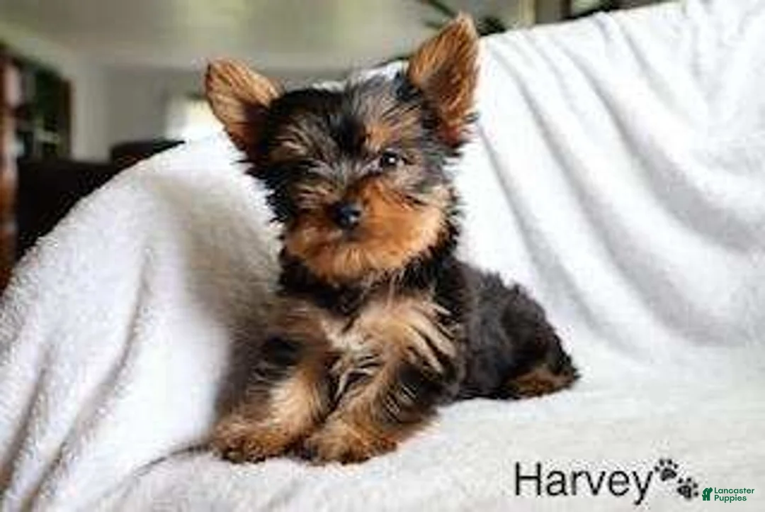 Yorkshire Terrier dogs for sale: Harvey - Ad 5