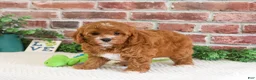 Cavapoo dogs for sale: Clover  - Ad 2