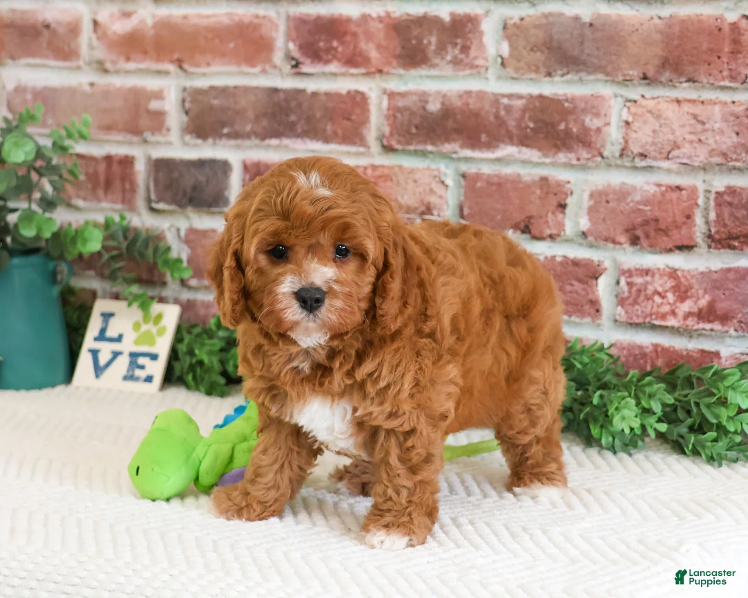 Cavapoo dogs for sale: Clover  - Ad 2