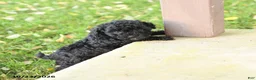 Miniature Poodle dogs for sale: Angel - Ad 5