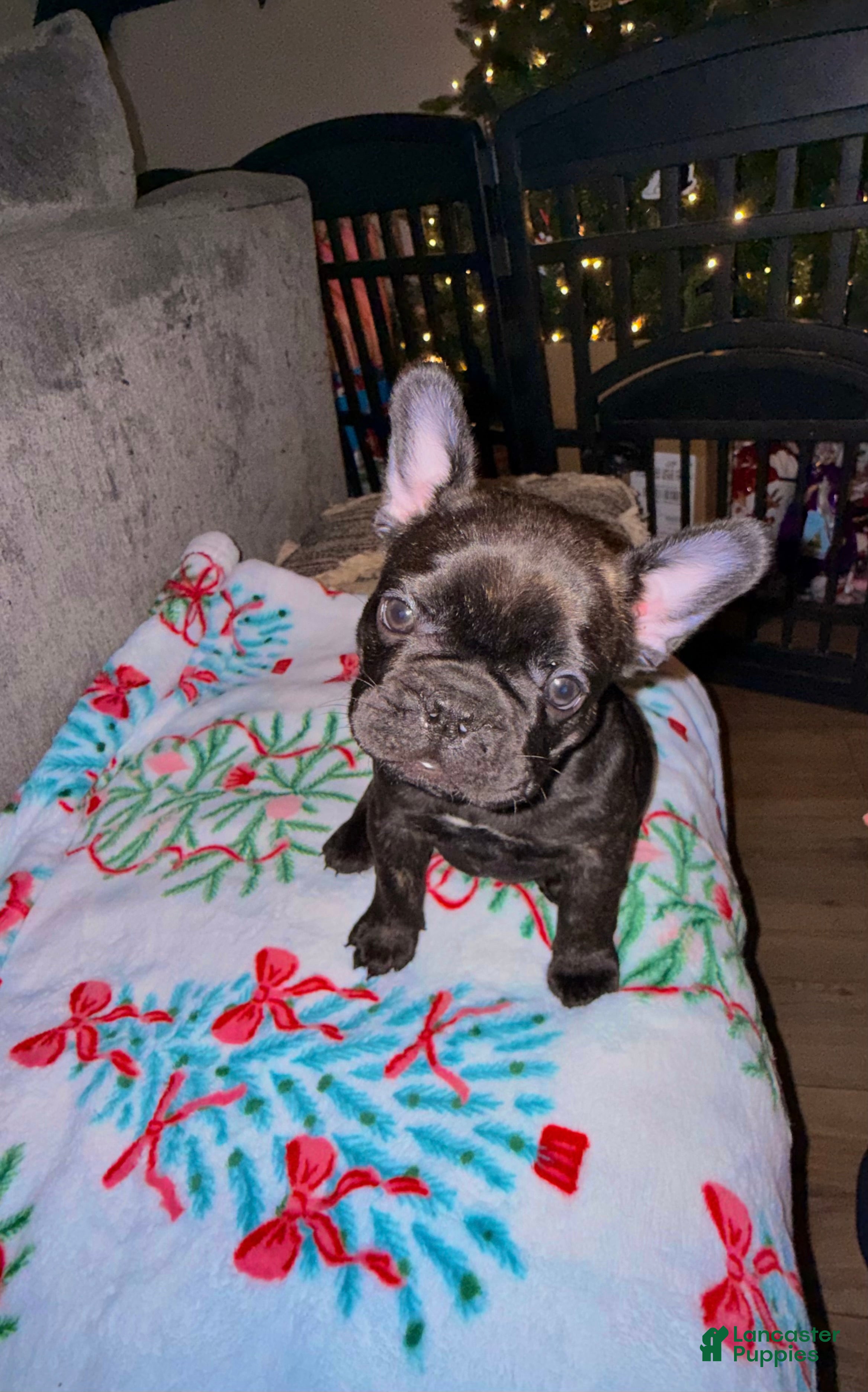 French Bulldog dogs French Bulldog Puppy 4 - Ad 2