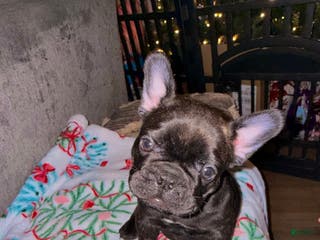 French Bulldog dogs French Bulldog Puppy 4 - Ad 7