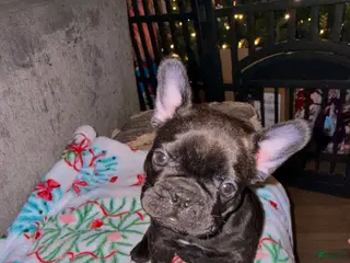French Bulldog dogs French Bulldog Puppy 4 - Ad 9