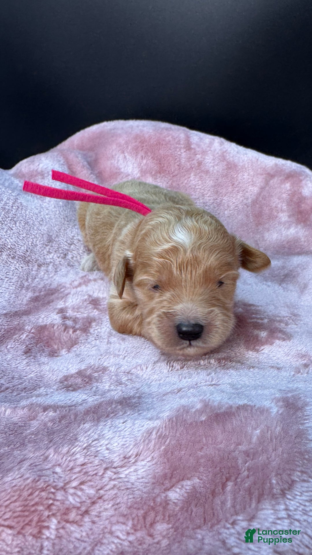 Mini Goldendoodle dogs for sale: Loki F one - Ad 14