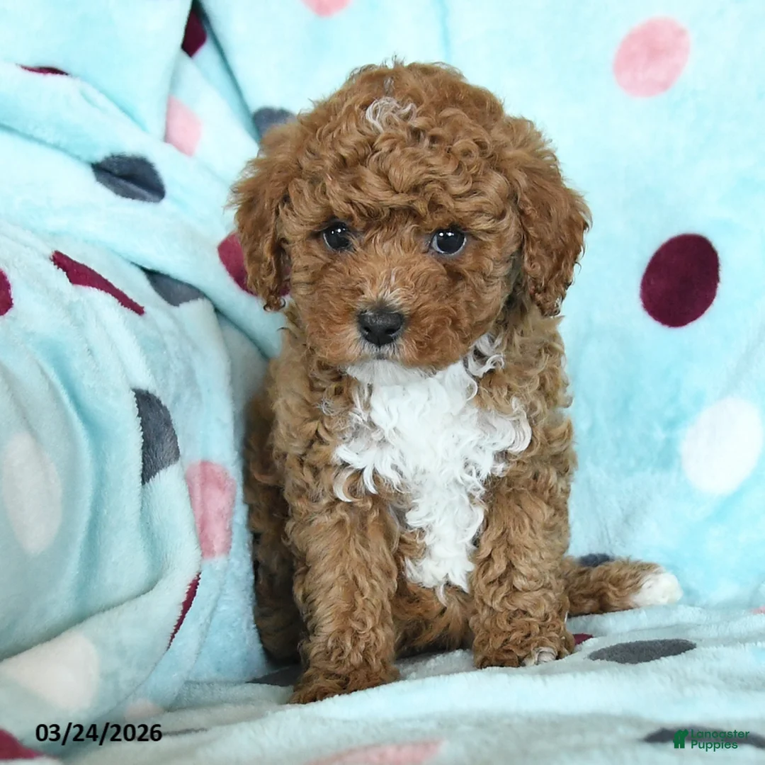 Miniature Poodle dogs for sale: Heather - Ad 2