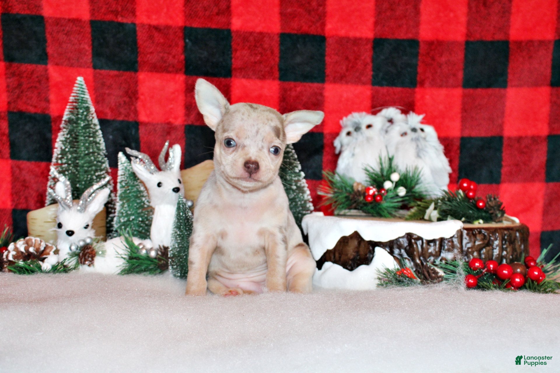 Chihuahua dogs Vera - Ad 41