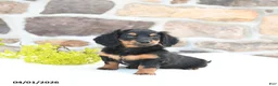 Miniature Dachshund dogs for sale: Bumblebee - Ad 5