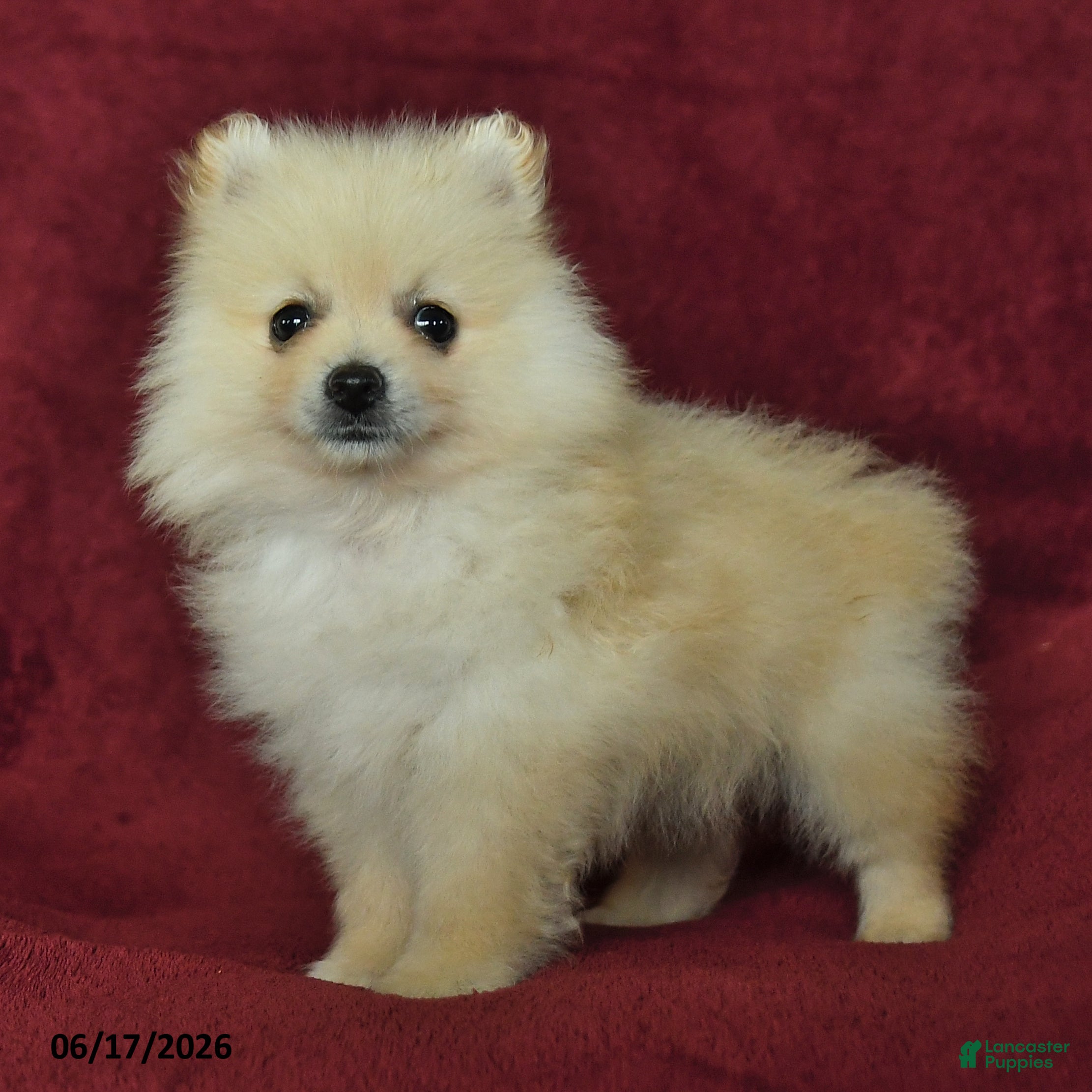 Pomeranian dogs Chester - Ad 2