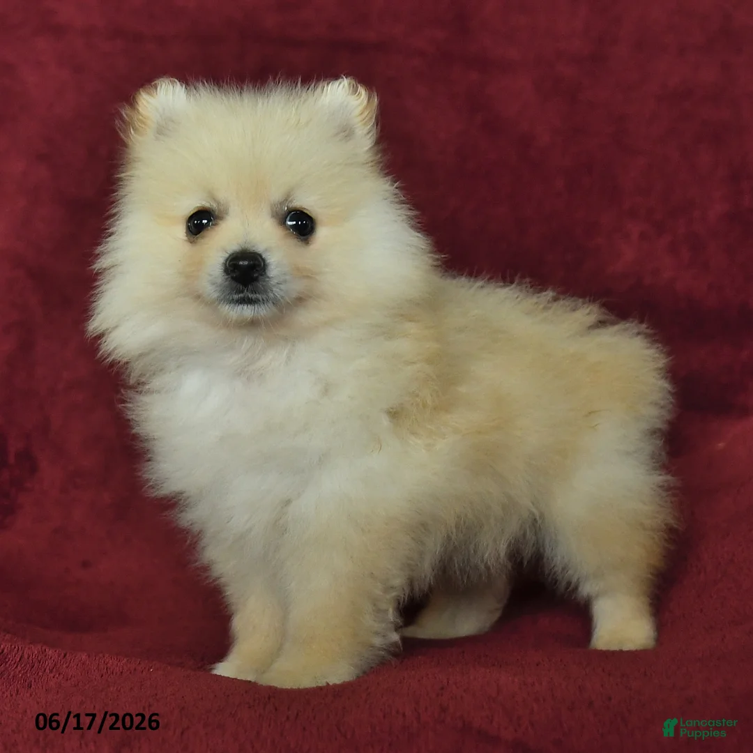 Pomeranian dogs for sale: Chester - Ad 2