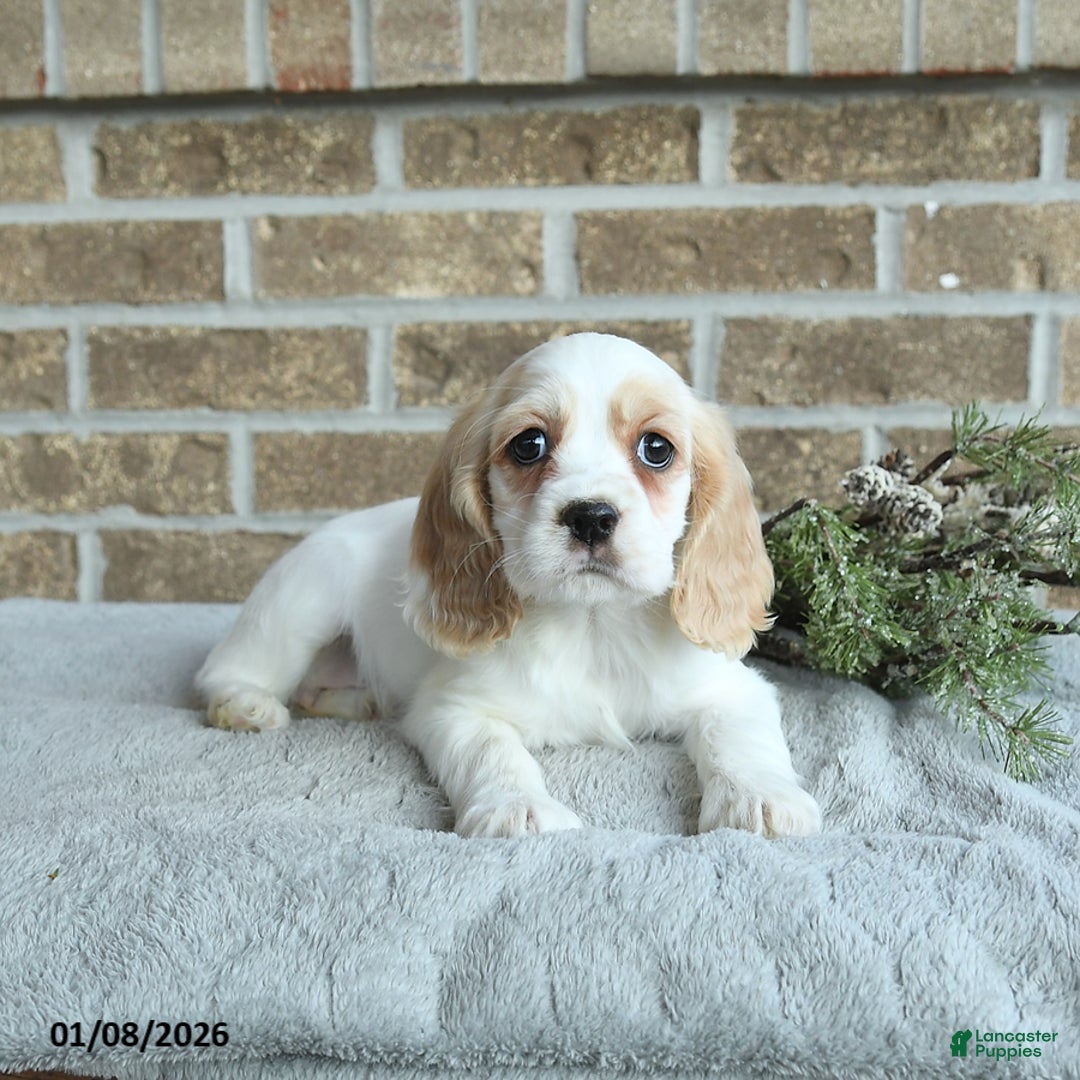 Cocker Spaniel dogs for sale: Sophie - Ad 3