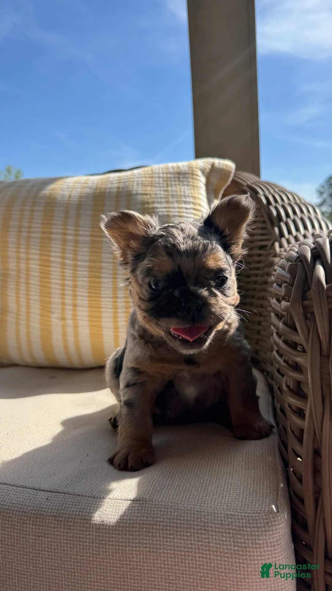 French Bulldog dogs for sale: Goldie - Ad 2