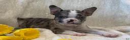 Frenchton dogs for sale: Carly - Ad 8