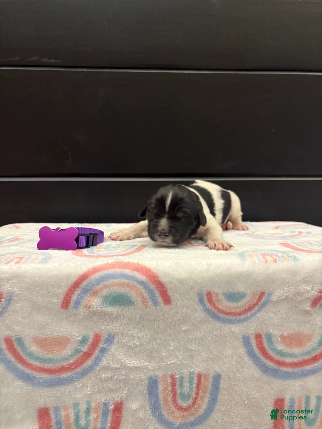 Newfoundland dogs for sale: Blossom  - Ad 2