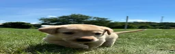 Labrador Retriever dogs for sale:  Ember - Ad 9