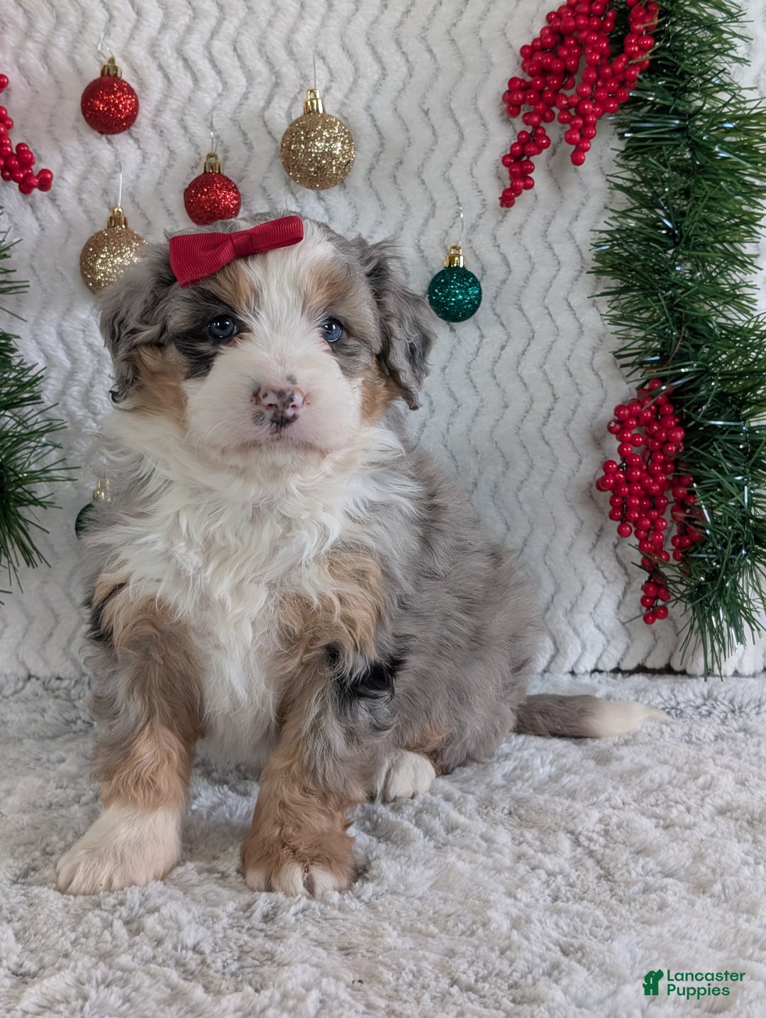 Mini Bernedoodle dogs for sale: Mini Pippa  - Ad 7