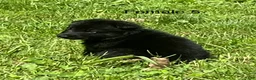 German Shepherd dogs for sale: German Shepherd 5 - Ad 10