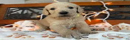 Labradoodle dogs for sale: Zuri (Girl) - Ad 2