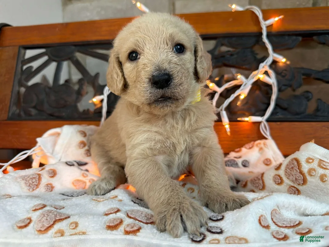 Labradoodle dogs for sale: Zuri (Girl) - Ad 2