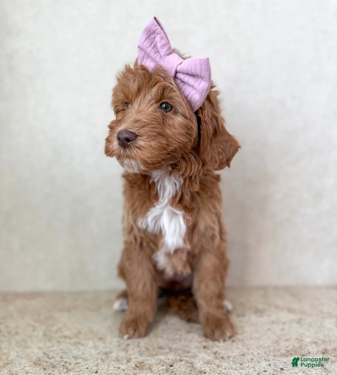 Goldendoodle dogs for sale: Merry - Ad 2