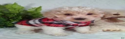 Bichpoo dogs for sale: Joey - Ad 1