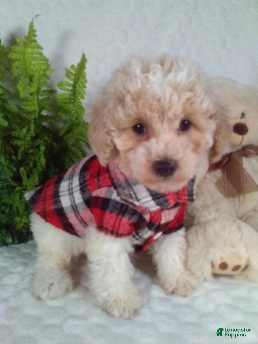 Bichpoo dogs for sale: Joey - Ad 1