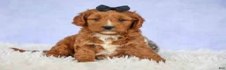 Cavapoo dogs for sale: Max 🐾🐶 - Ad 4