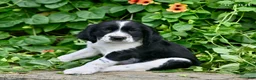 English Springer Spaniel dogs for sale: Scout  - Ad 3