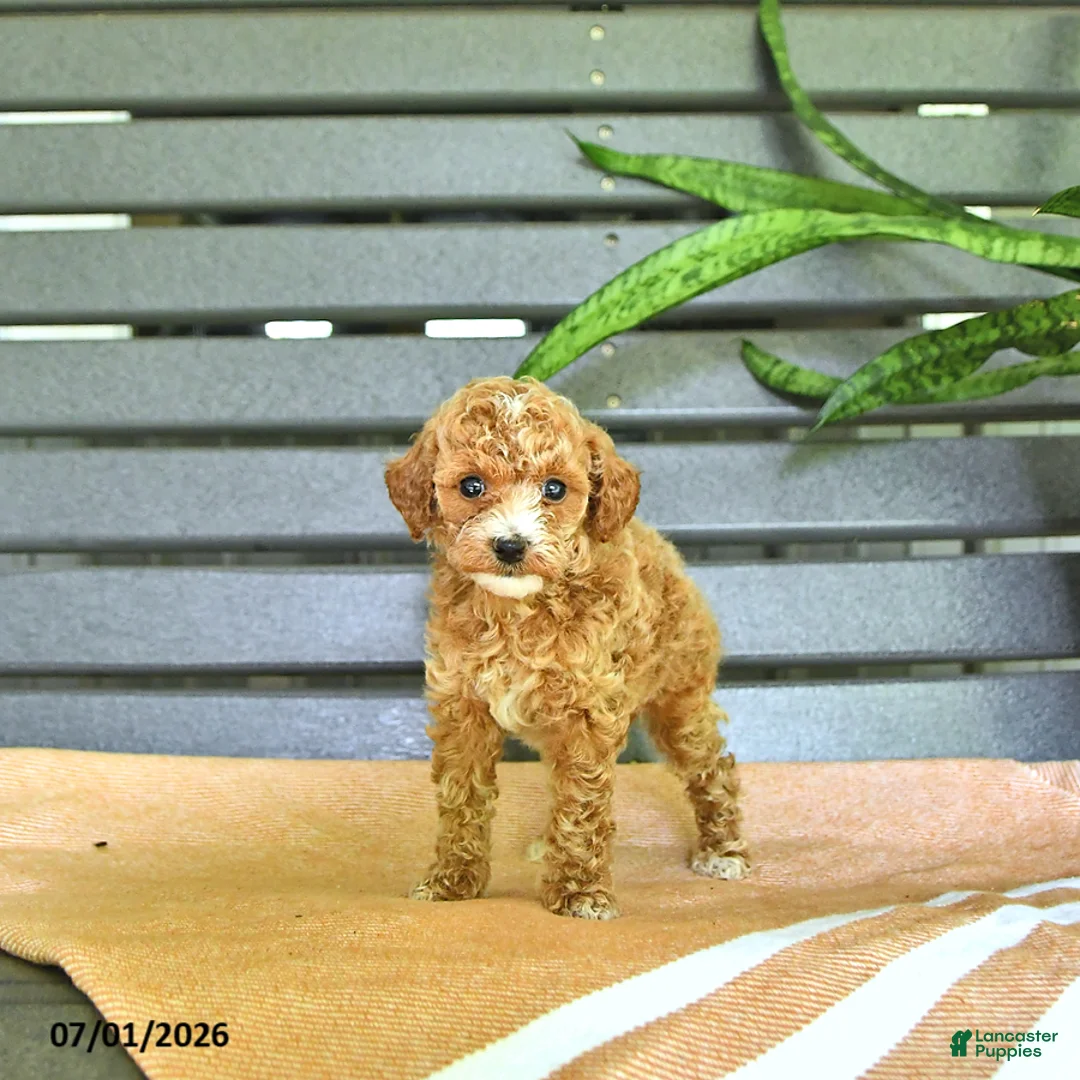 Miniature Poodle dogs for sale: Carmel - Ad 1