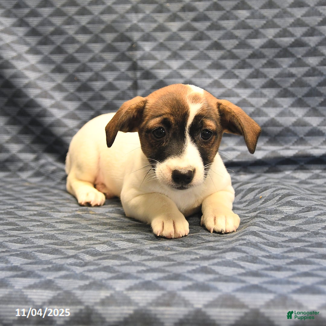 Jack Russell Terrier dogs for sale: Anita - Ad 2