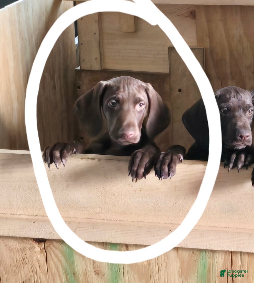 German Shorthaired Pointer dogs German Shorthaired Pointer Puppy 2 - Ad 18