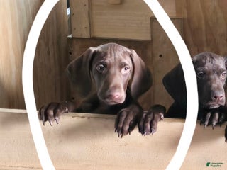 German Shorthaired Pointer dogs German Shorthaired Pointer Puppy 2 - Ad 18