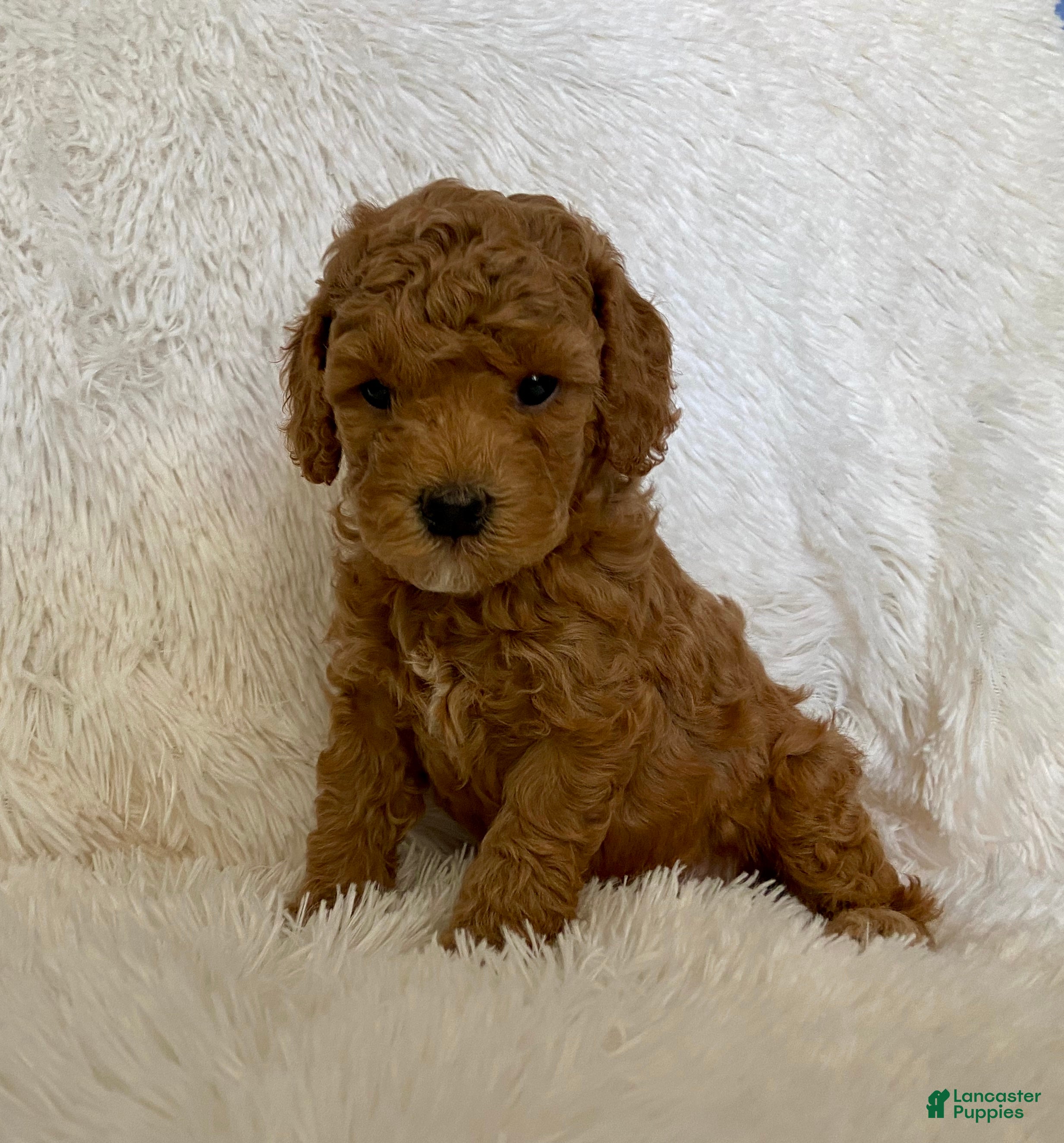 Toy Poodle dogs Taylor  - Ad 14